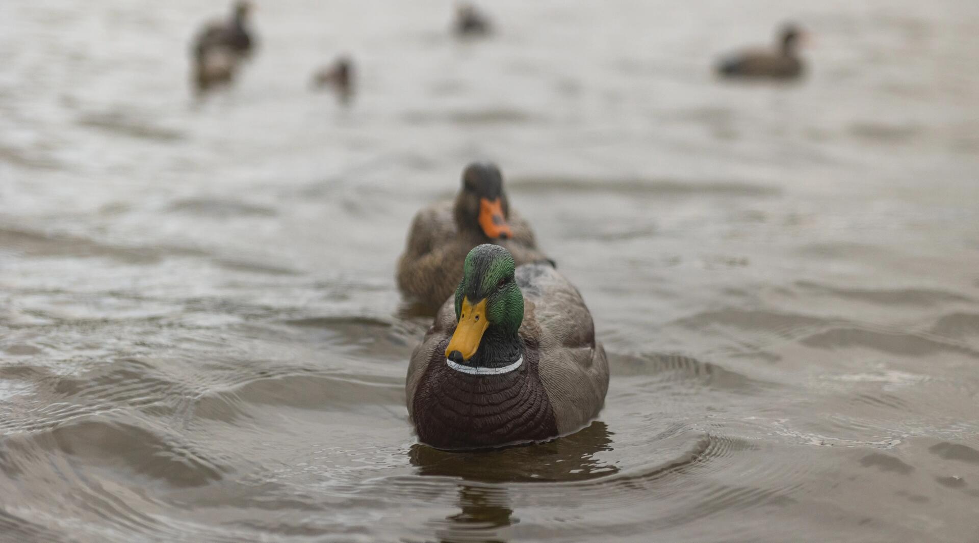 DPM preparez votre ouverture de la chasse au gibier d eau