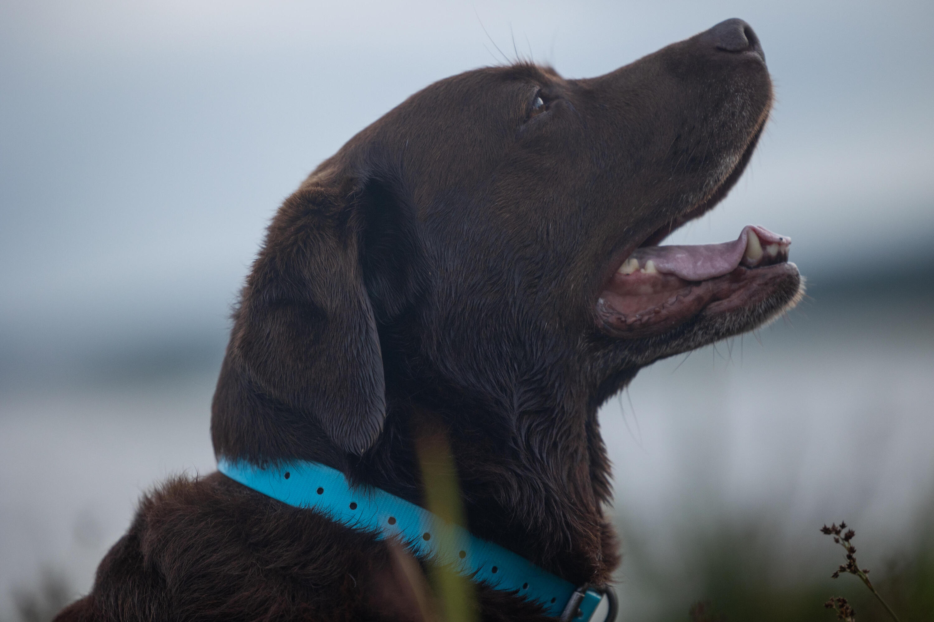 Collare cane 500 azzurro 6/9