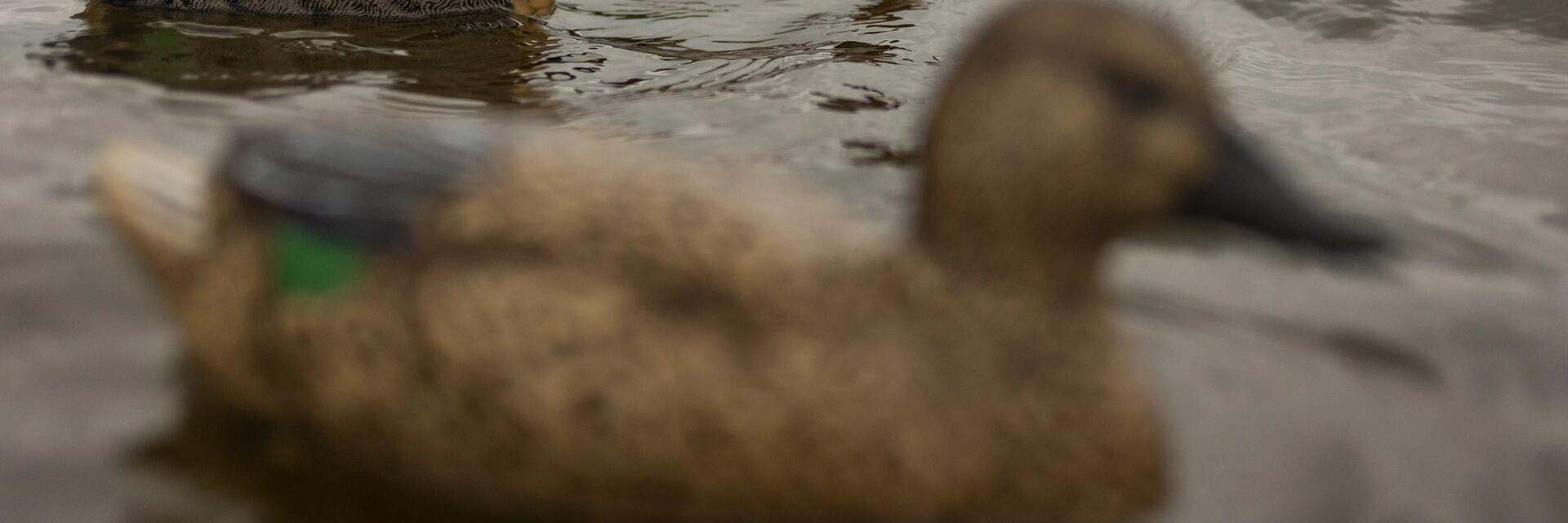 Des idées de cadeaux pour les chasseurs de gibier d'eau