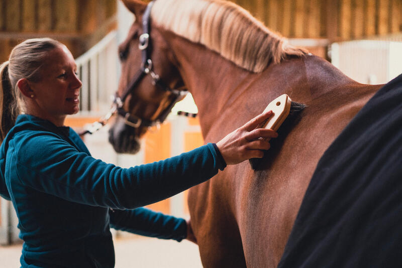 Equitation : Bonheur et bien-être du cheval au pansage
