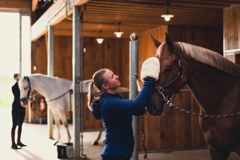 Grooming Tips to Make Your Horse Shine