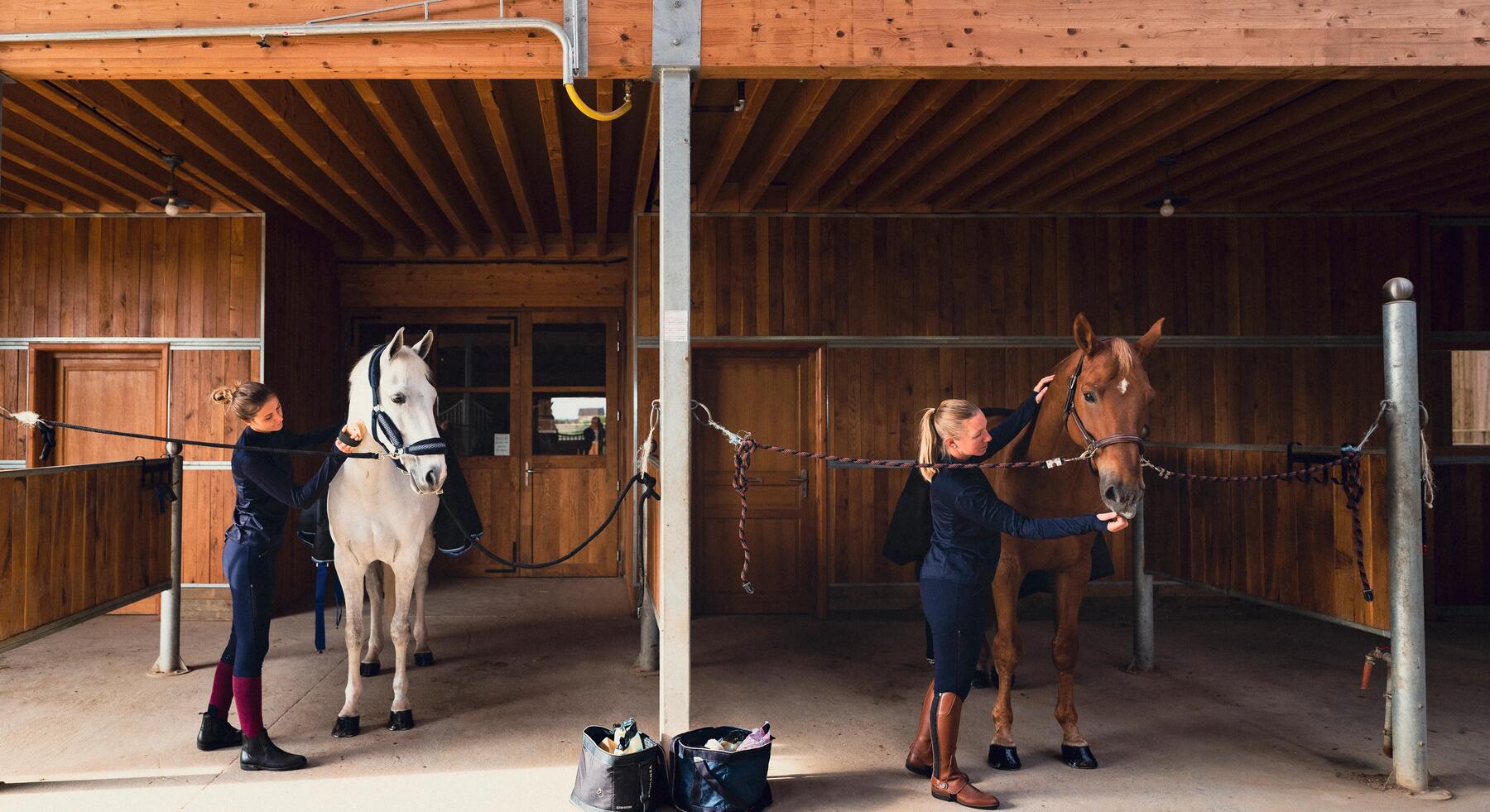 Woman feeding horses