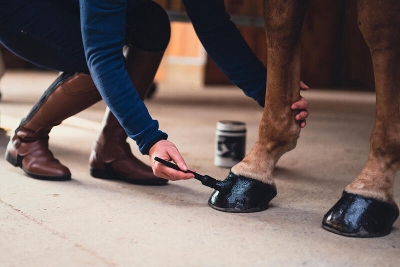 Come prendersi cura dei piedi del cavallo