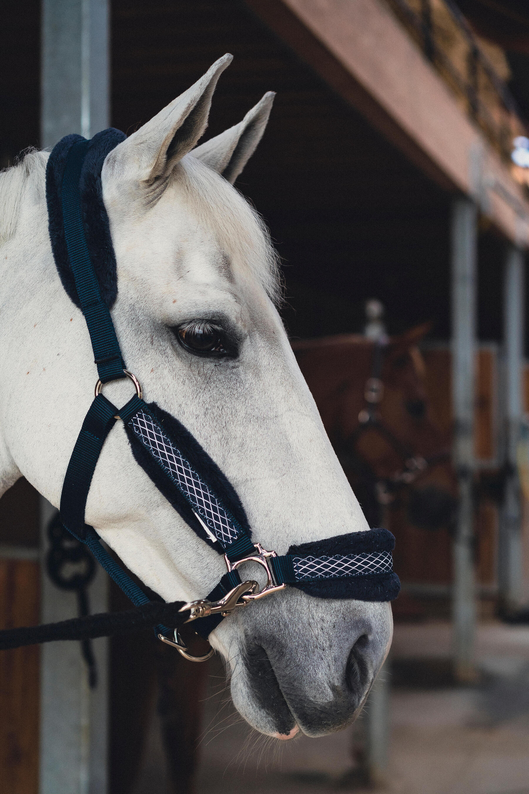 Matériel d'équitation éthologique - Equifeel - Licol éthologique 