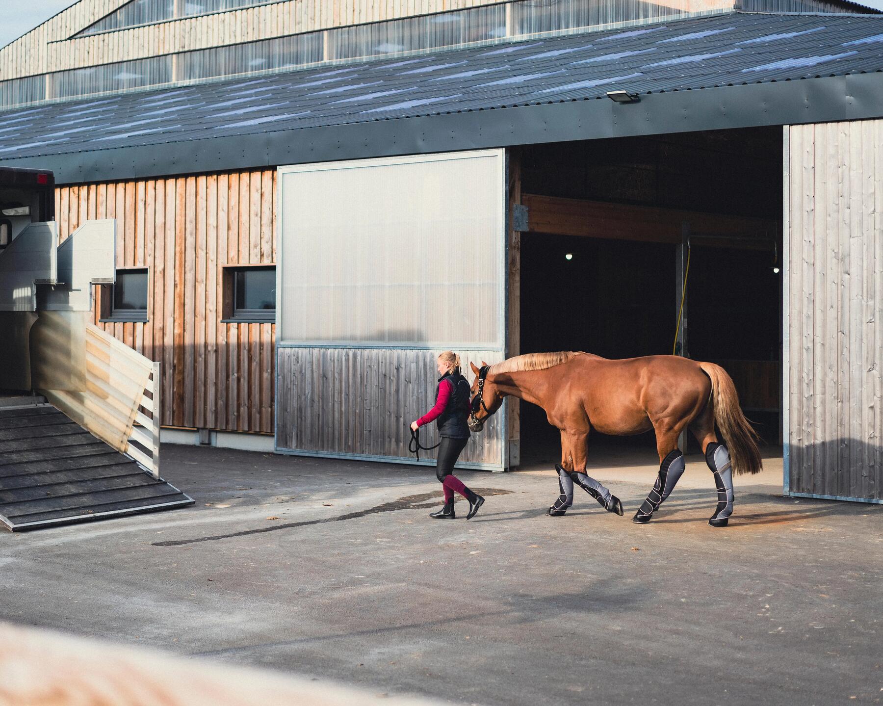 paard dat in een van stapt