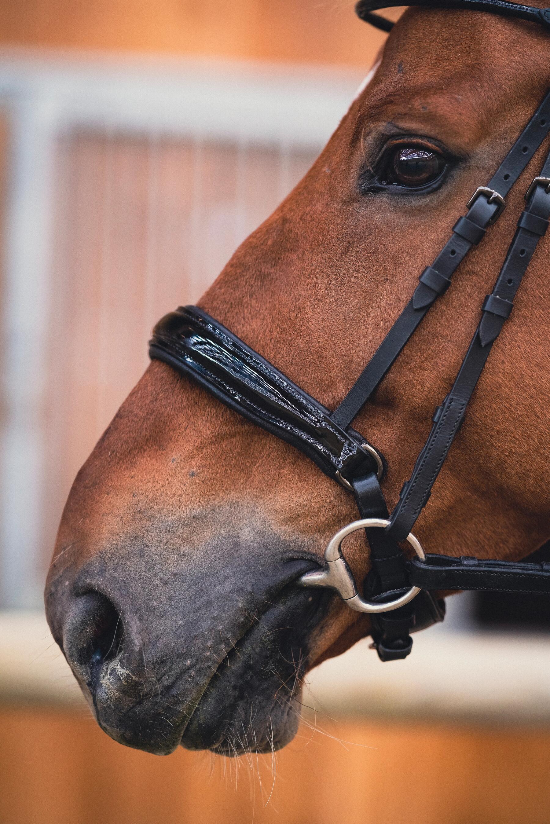 Welke soorten bitten zijn er en welke past bij jouw paard?