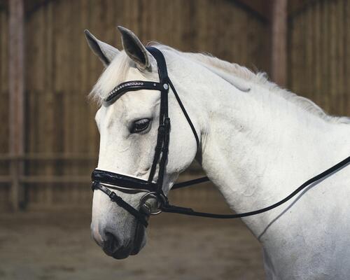 Come scegliere la testiera per il cavallo