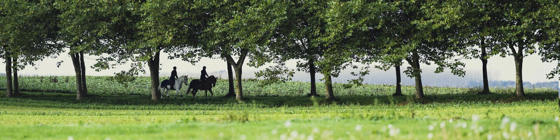 SEJOUR EQUESTRE