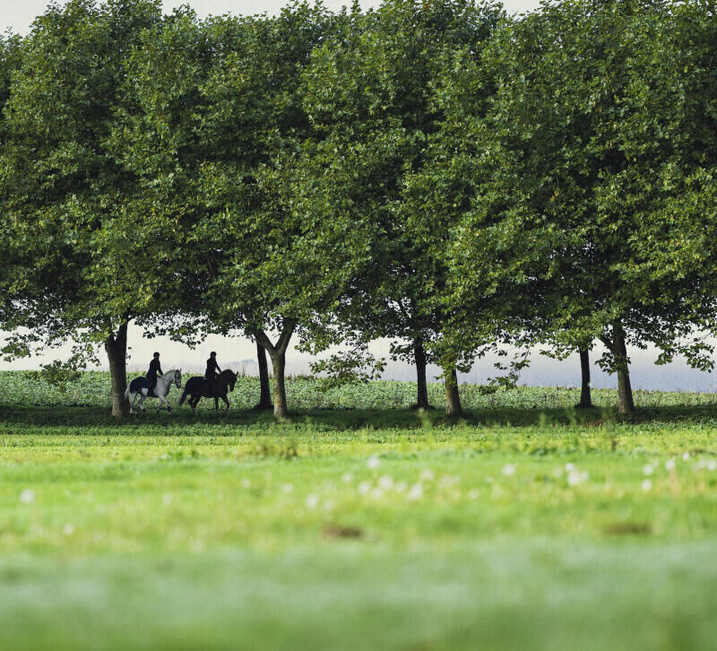 SEJOUR EQUESTRE
