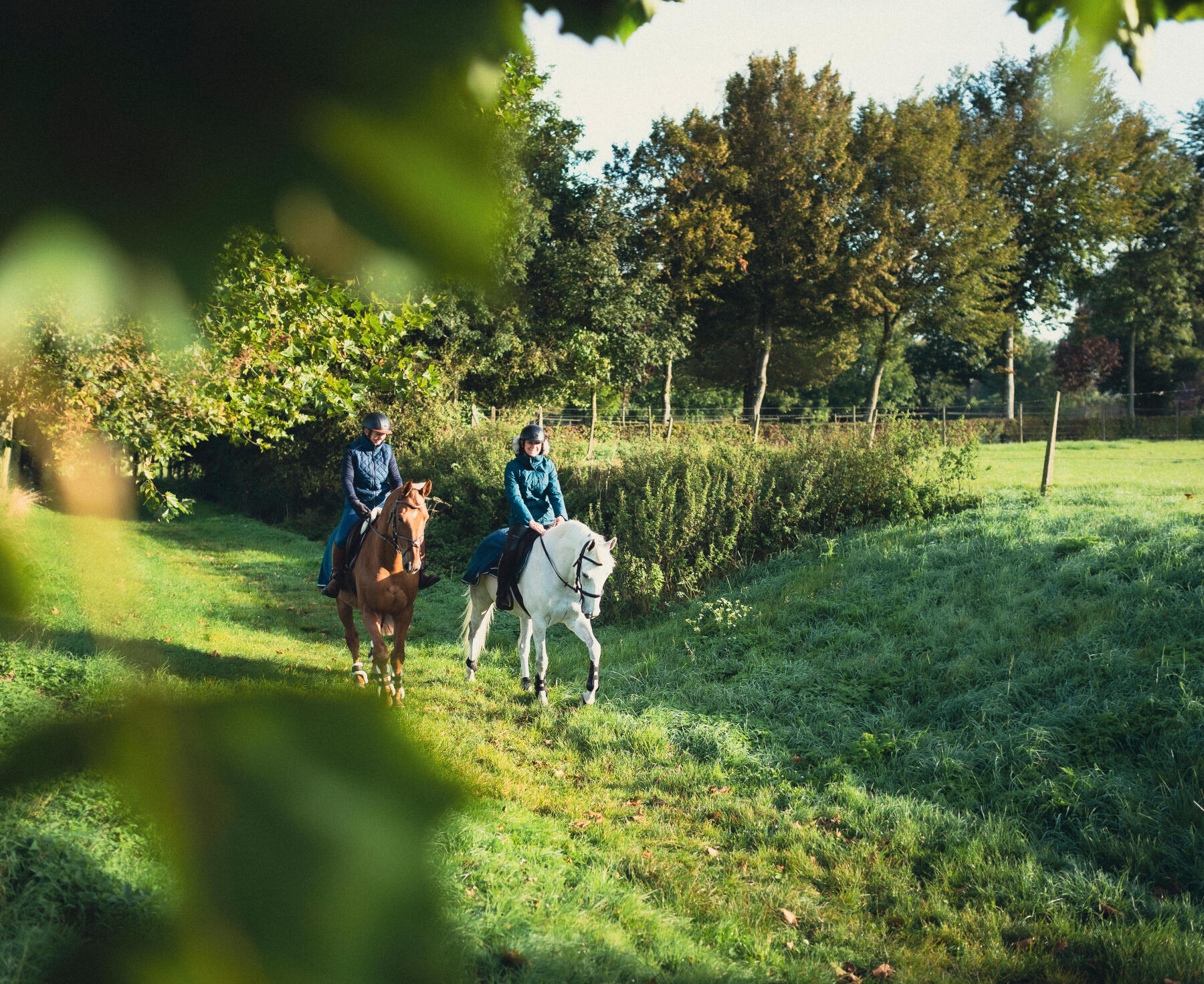 Deux chevaux en train de faire une sortie en extérieur entre forêt et chemin d'herbe