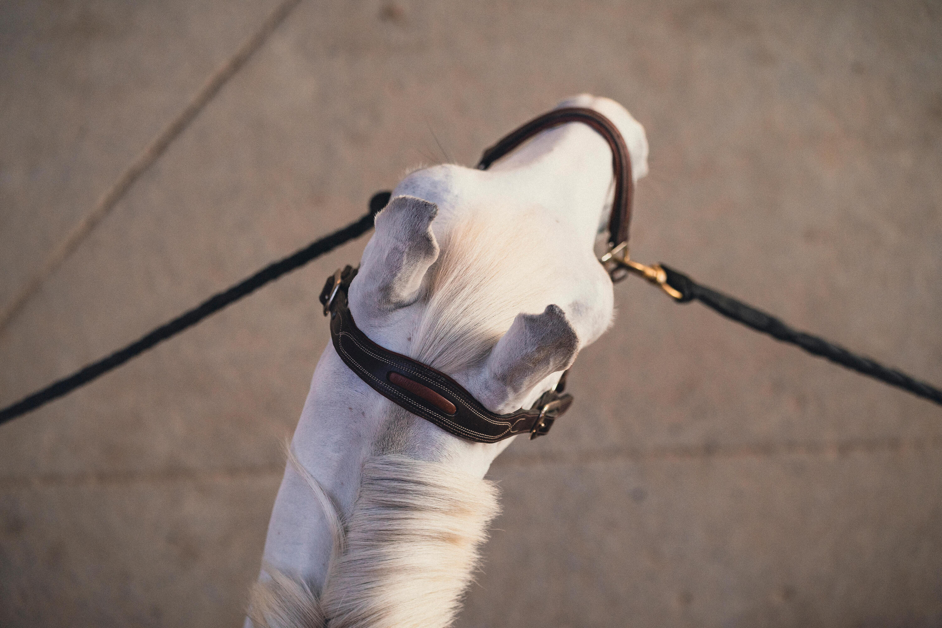 Licol cuir équitation Cheval et poney - 900 marron 5/6
