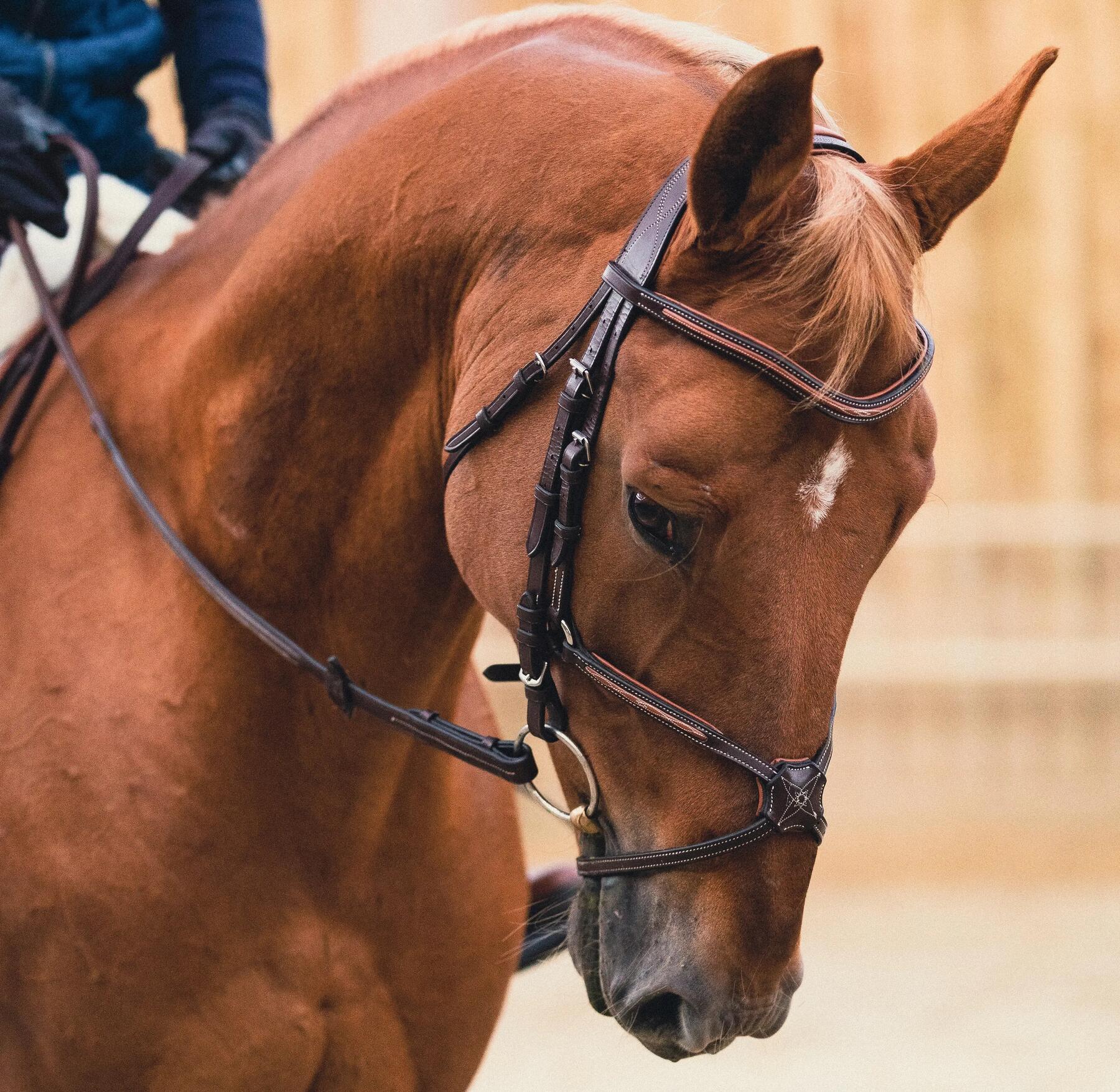 comment choisir un bridon pour cheval ?