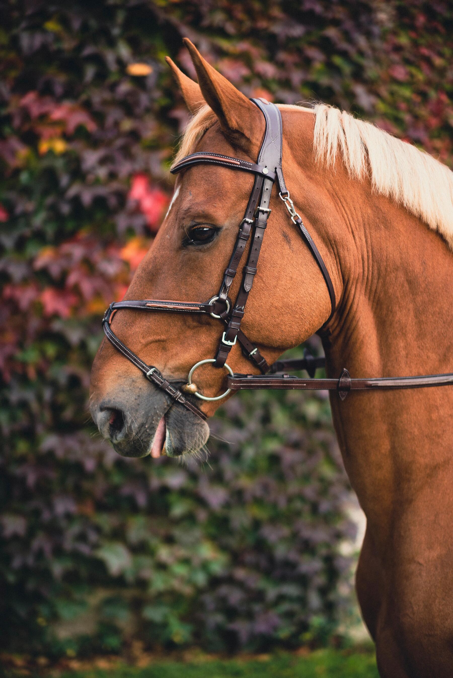 Welk hoofdstel past bij mijn paard?