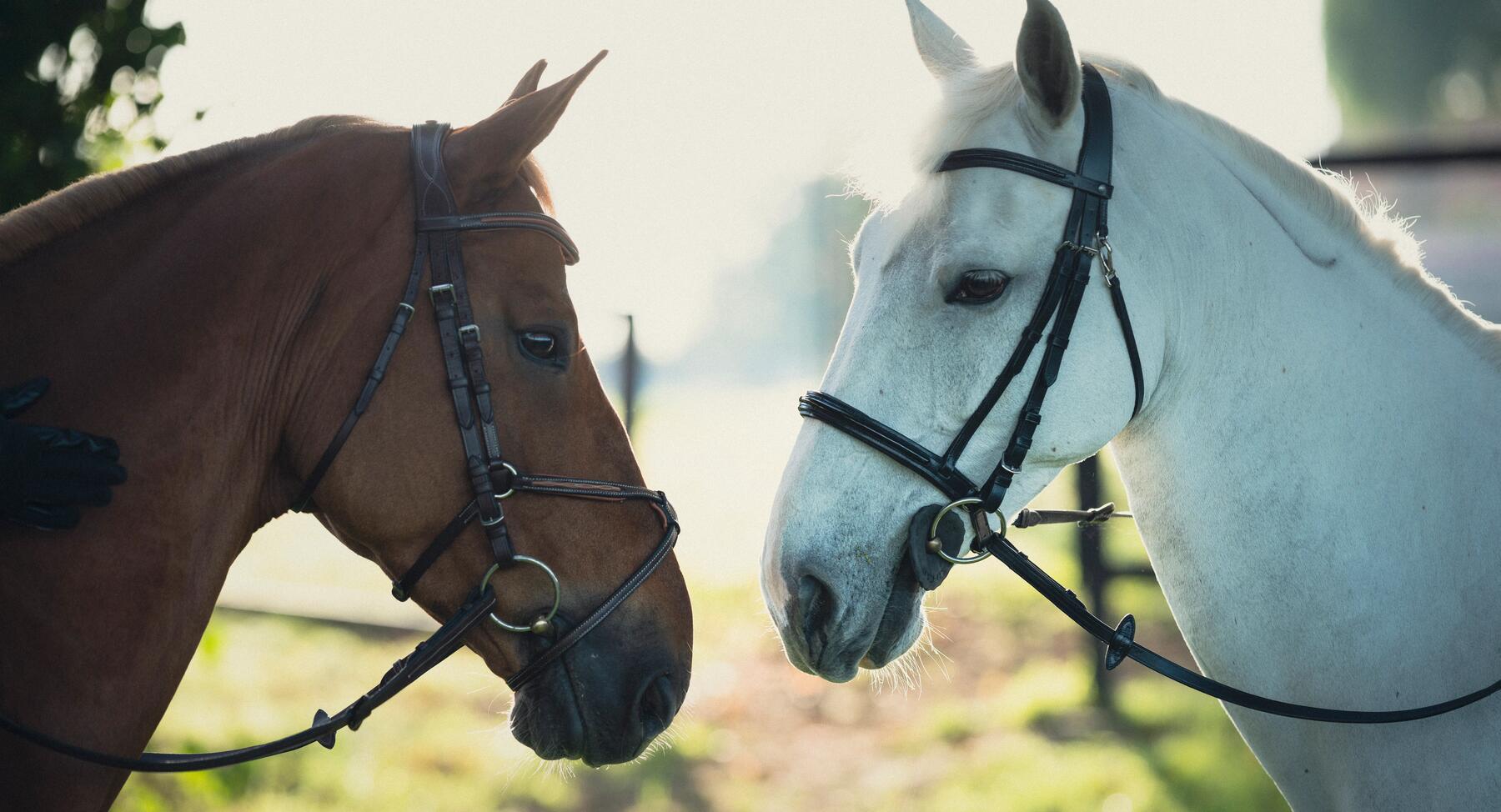 Welke soorten bitten zijn er en welke past bij jouw paard?