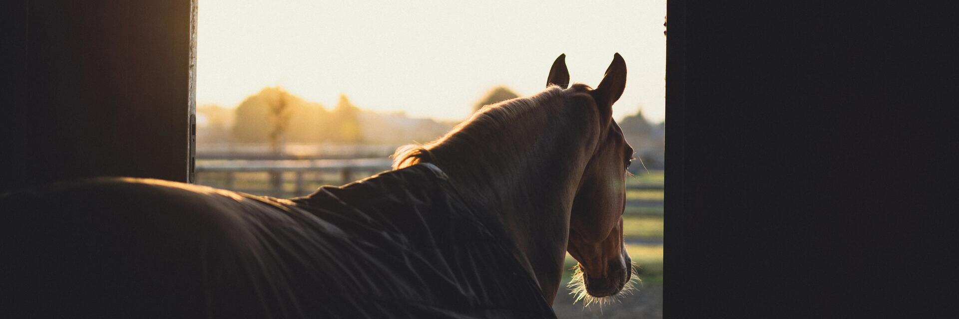 Vérifiez le mental et le physique de votre cheval