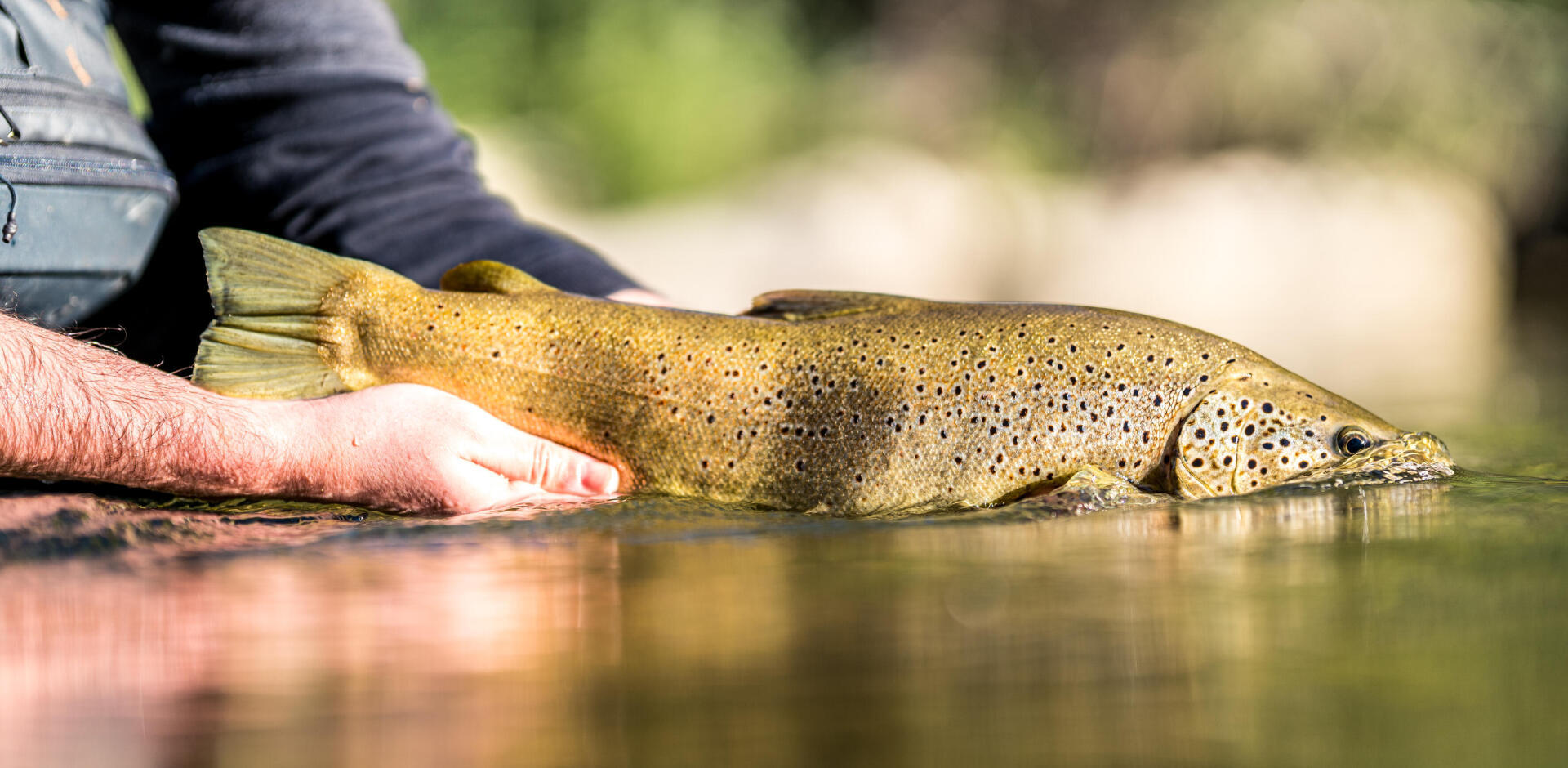 Pêche à la truite : quelle technique utiliser en début de saison