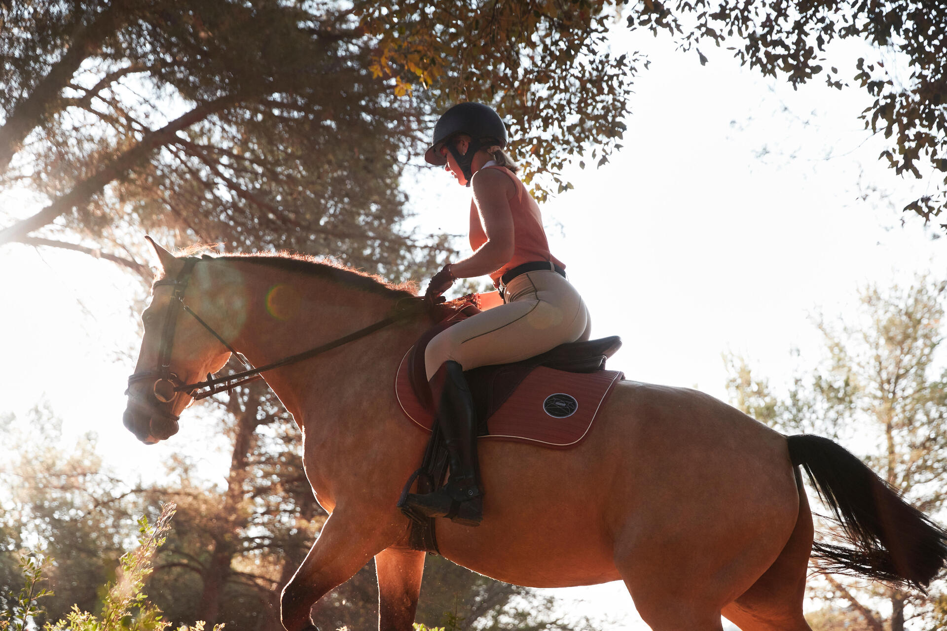 Reitsättel für Pony und Pferd im Überblick