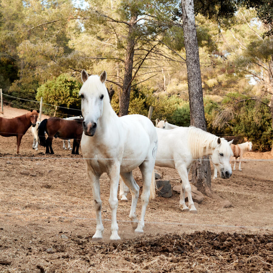 Boots equitation coquées online decathlon