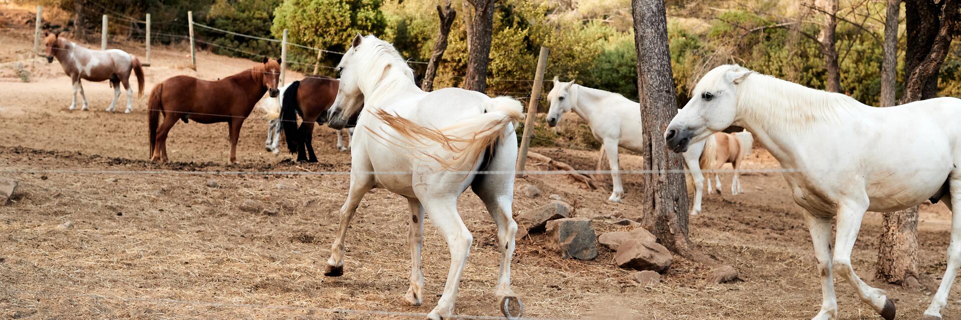 Apprendre l'arrêt à son cheval