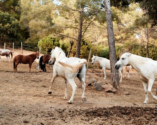 Apprendre l'arrêt à son cheval