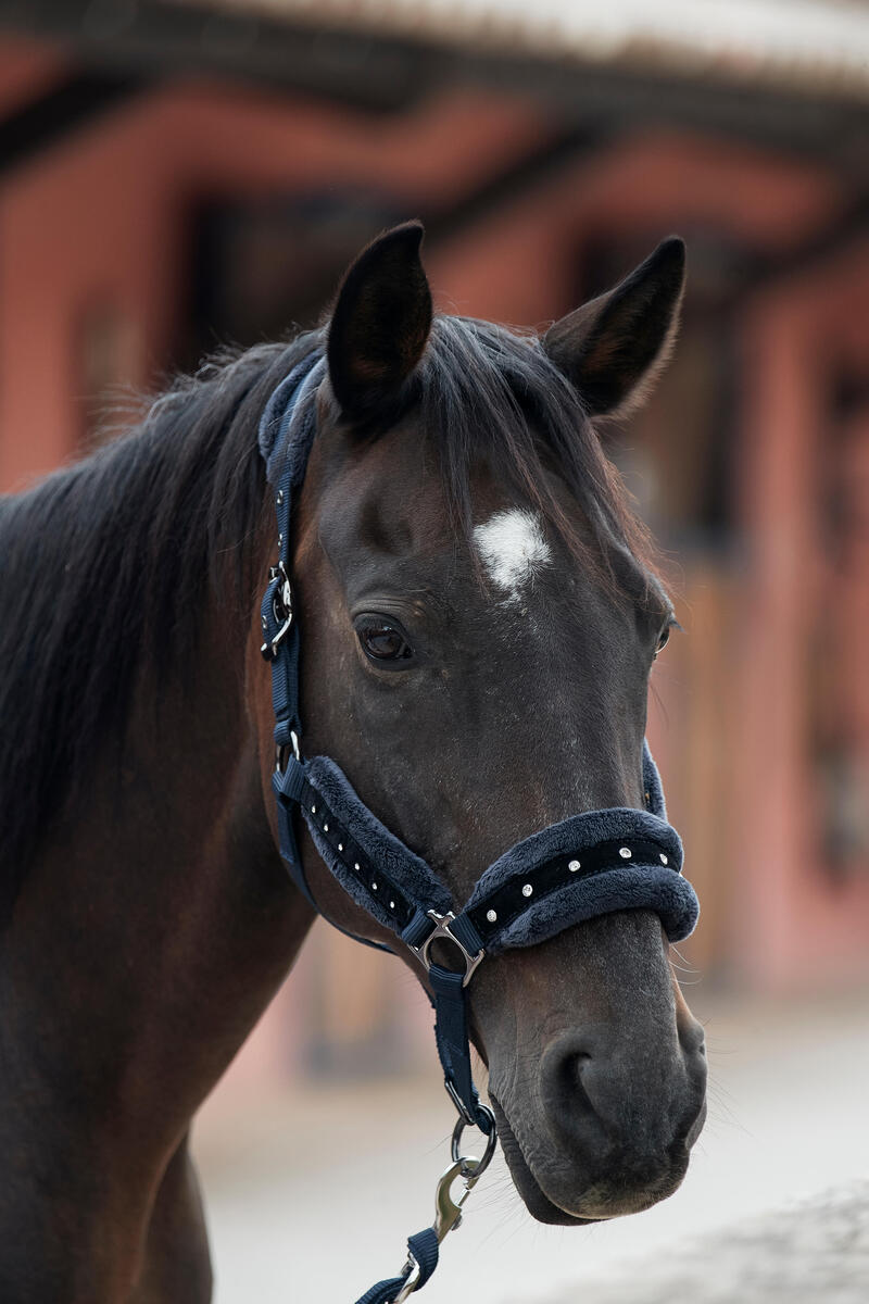 Kit licol et longe équitation Cheval et poney - Strass bleu noir