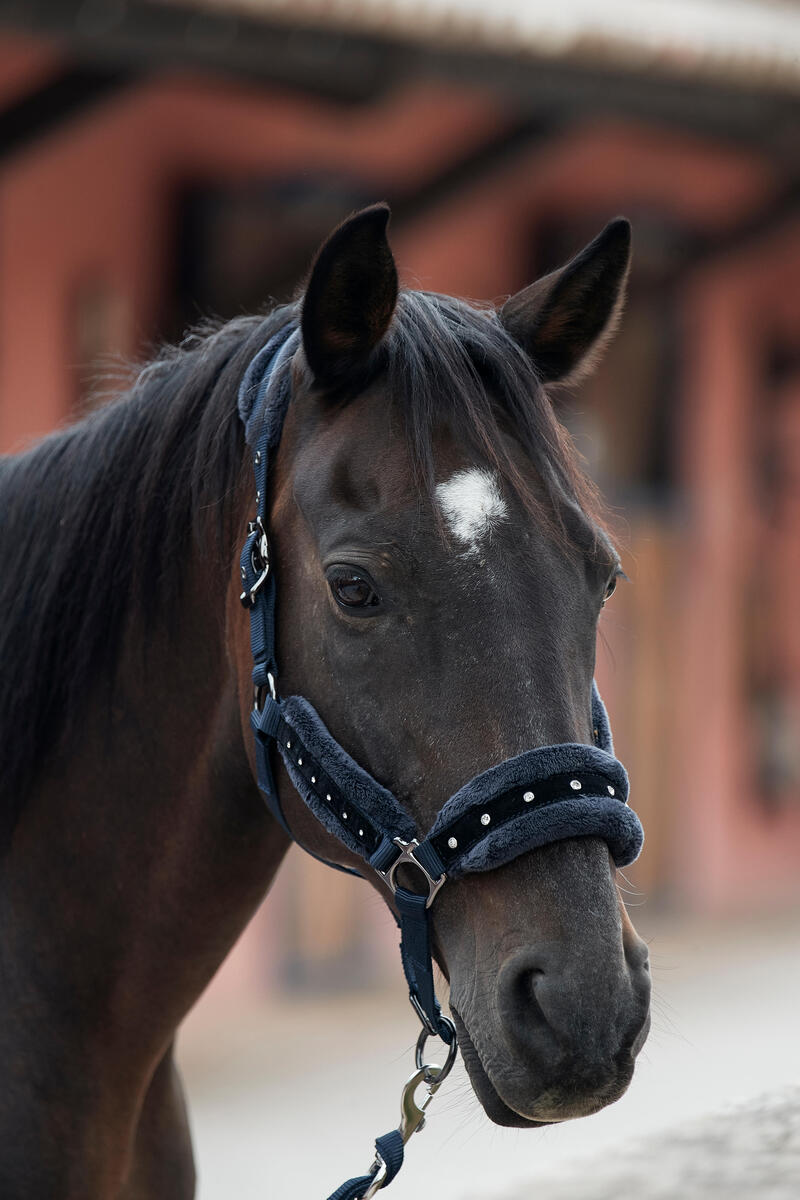 Set halster + halstertouw voor paarden en pony's Strass blauw/zwart