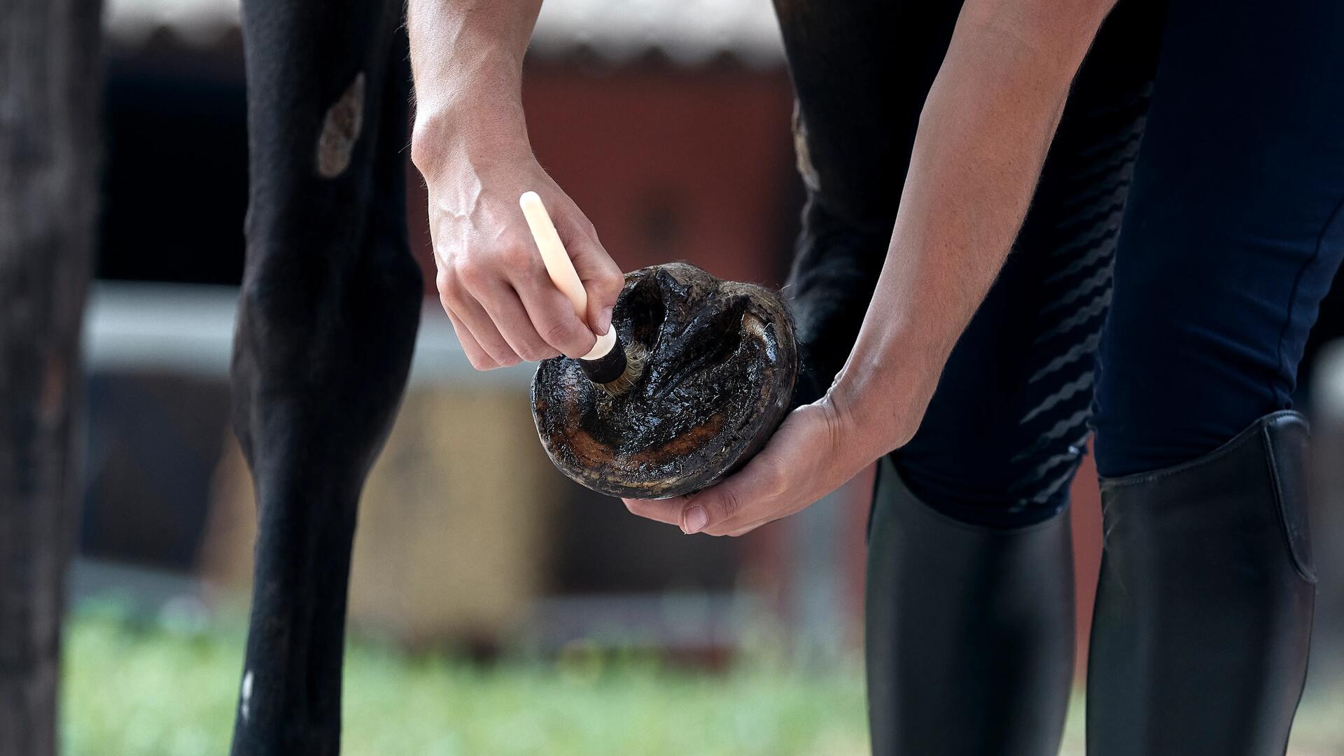 Persona limpiando los cascos a un caballo
