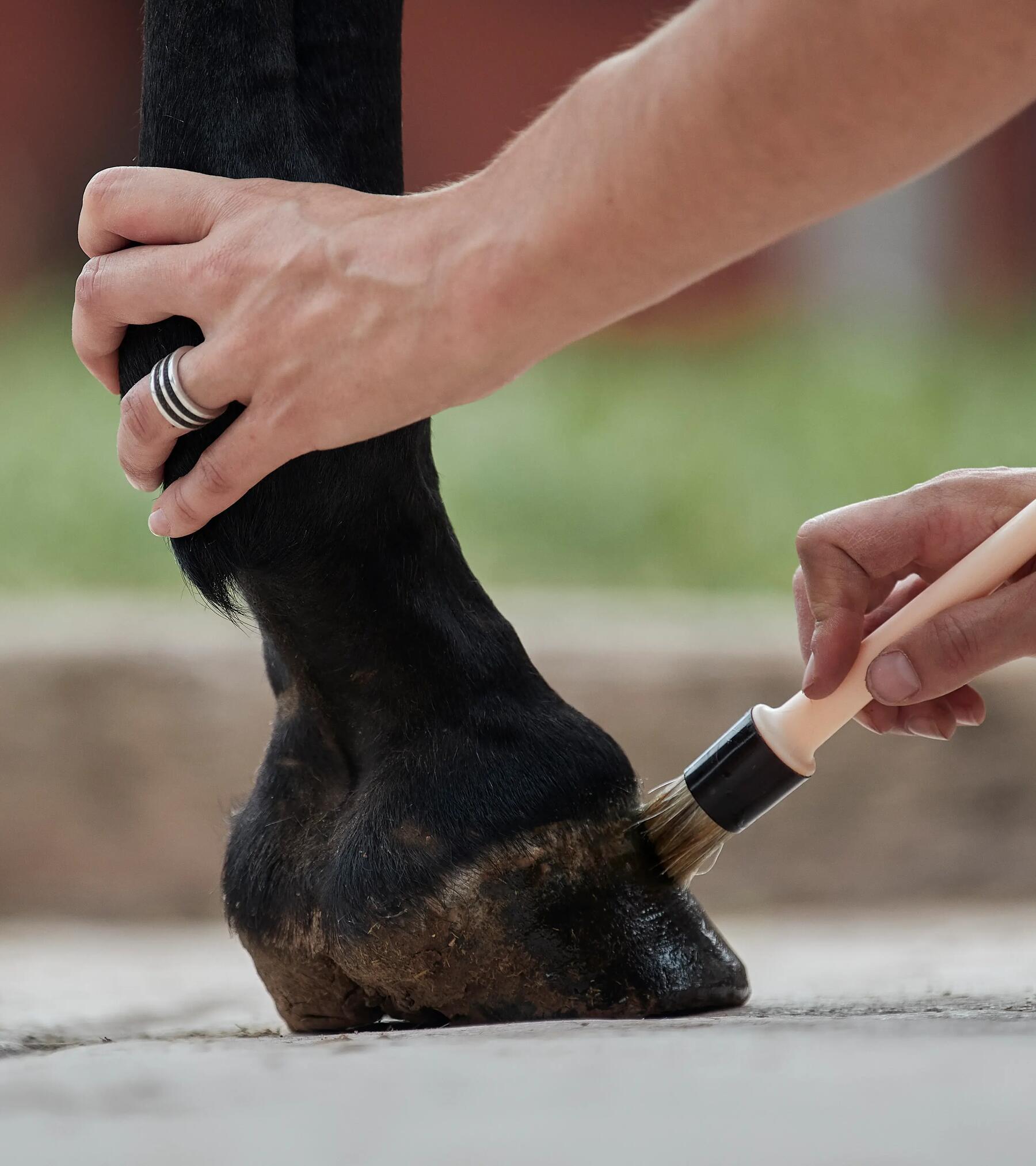 Cavalière en train de mettre de la graisse sur le sabot de son cheval avec un pinceau