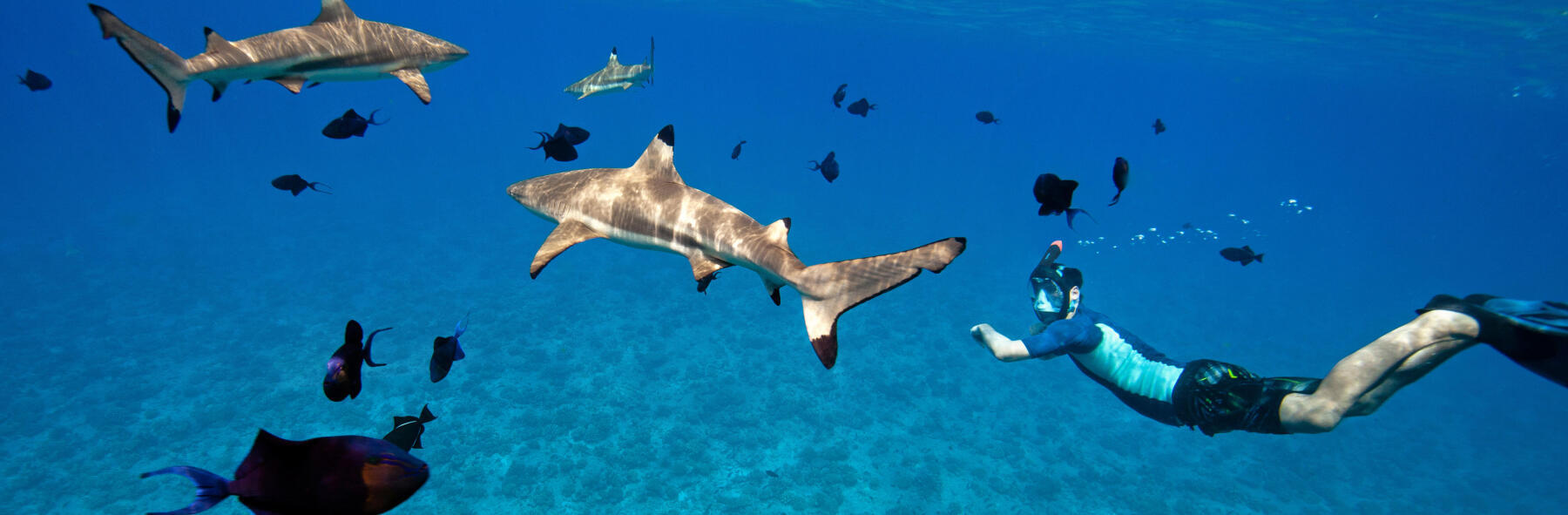 Photo plongée avec requins à pointes noires