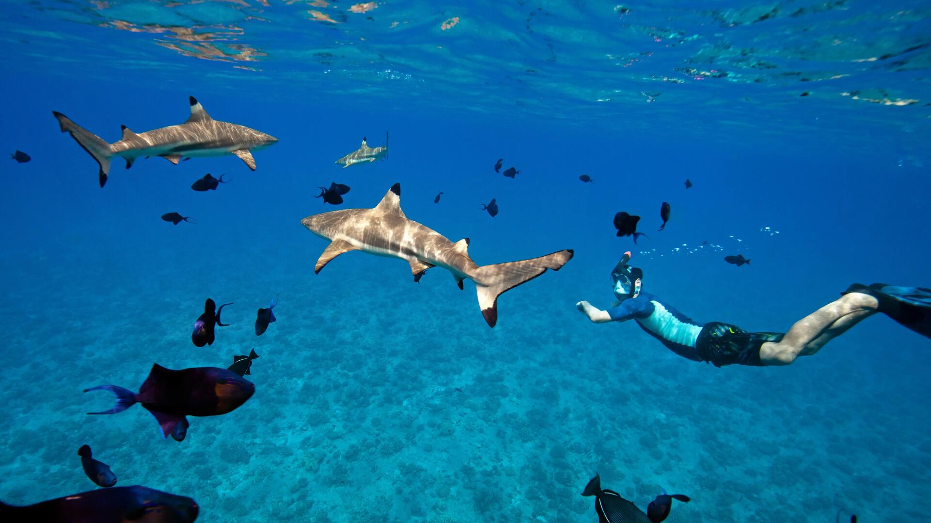 Picture of a diver surrounded by sharks
