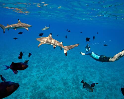 Picture of divers swimming with sharks