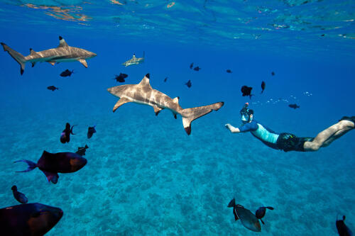 Picture of divers swimming with sharks
