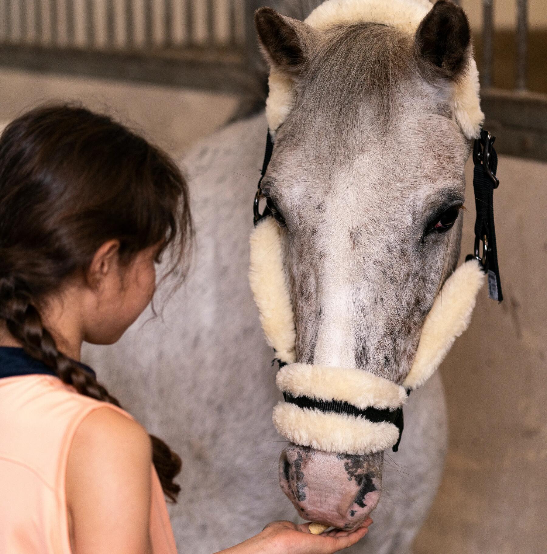 Comment choisir un licol pour cheval ?