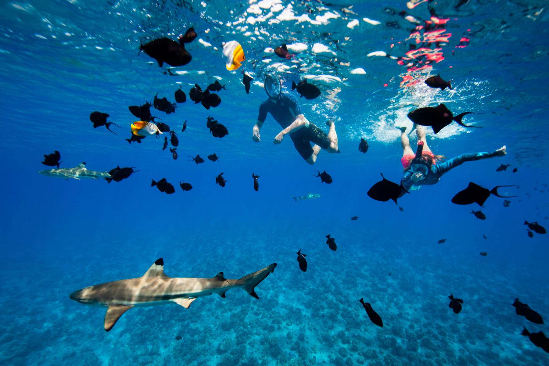 Ludzie w strojach pływackich uprawiający snorkeling w Egipcie podziwiający ryby płaszczki i rekiny
