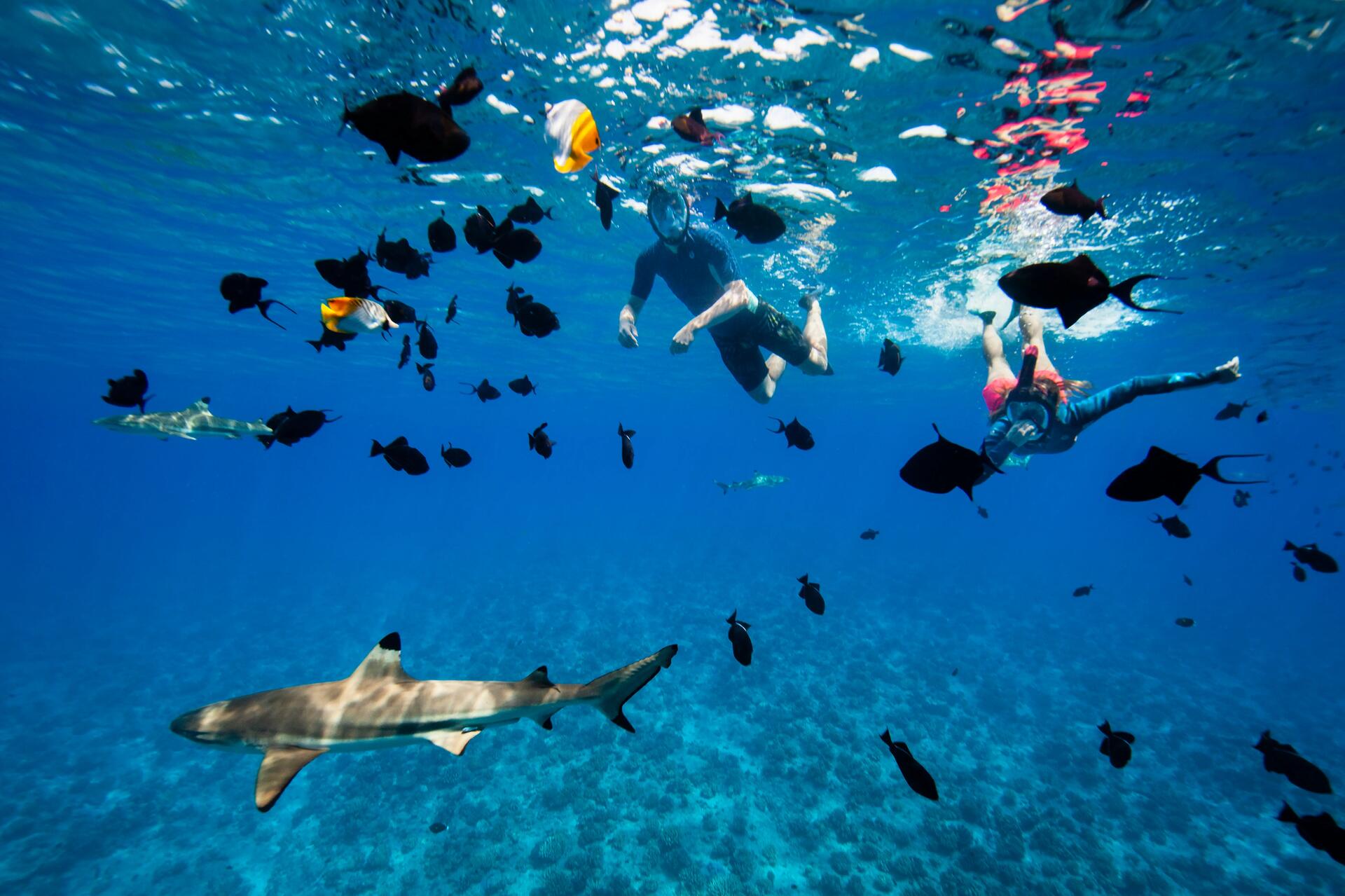 Ludzie uprawiający snorkeling z rekinami płaszczkami i innymi rybami