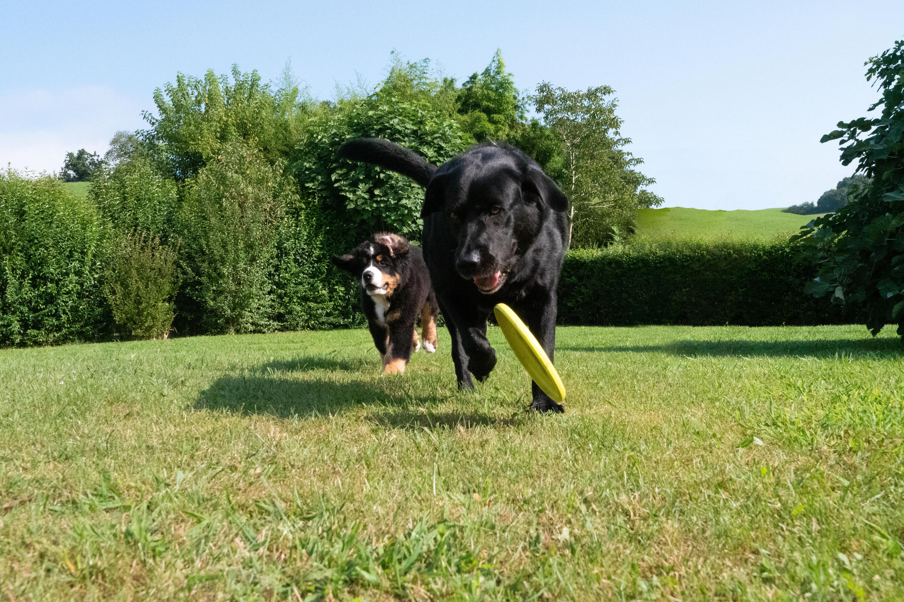 Flying disc per cani giallo 10/10