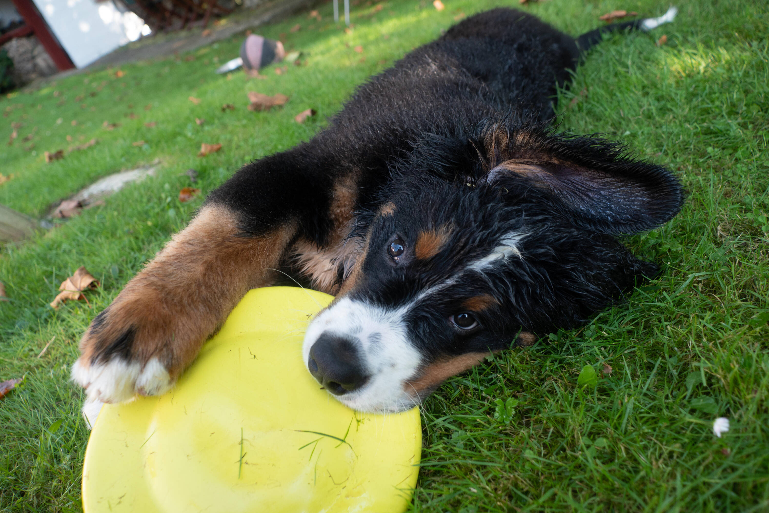 Dogs' Flying Disc -  2