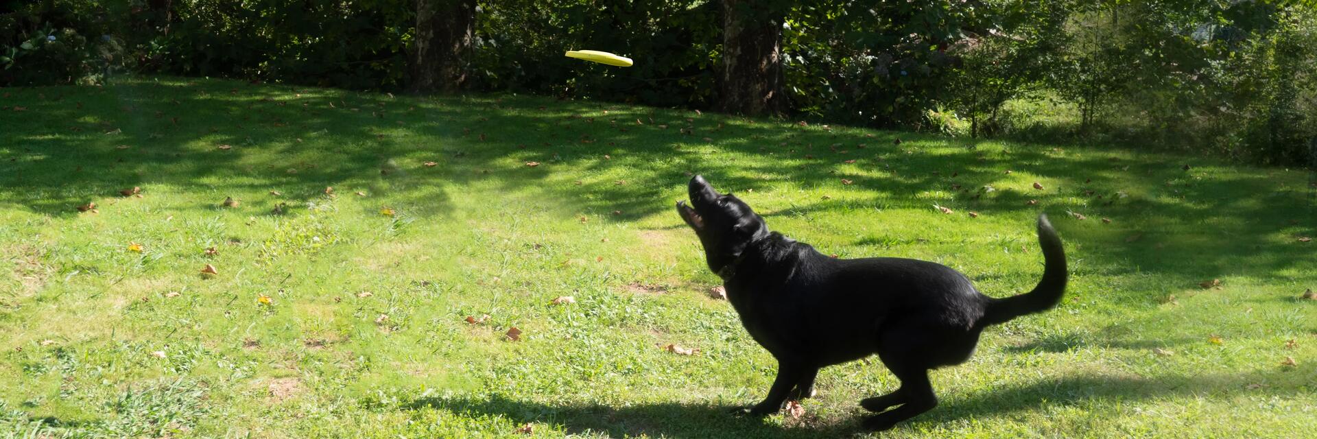 Pies starający się złapać frisbee 