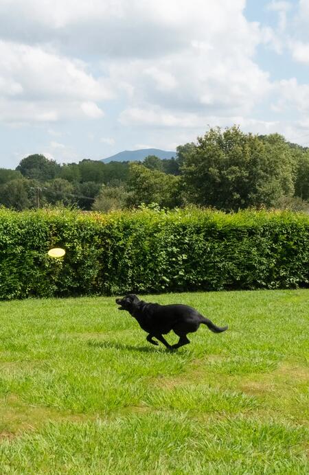 Faire du sport avec son chien : est-ce que cela a du bon ?