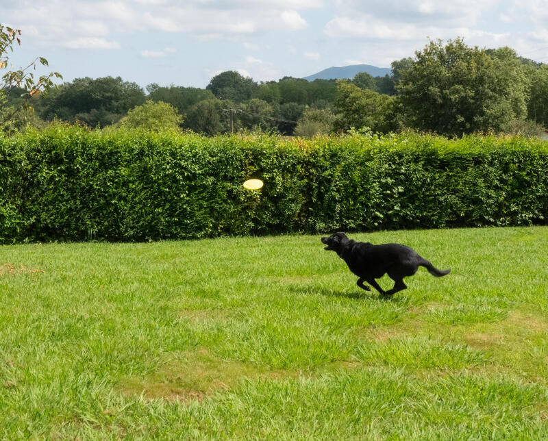 Faire du sport avec son chien