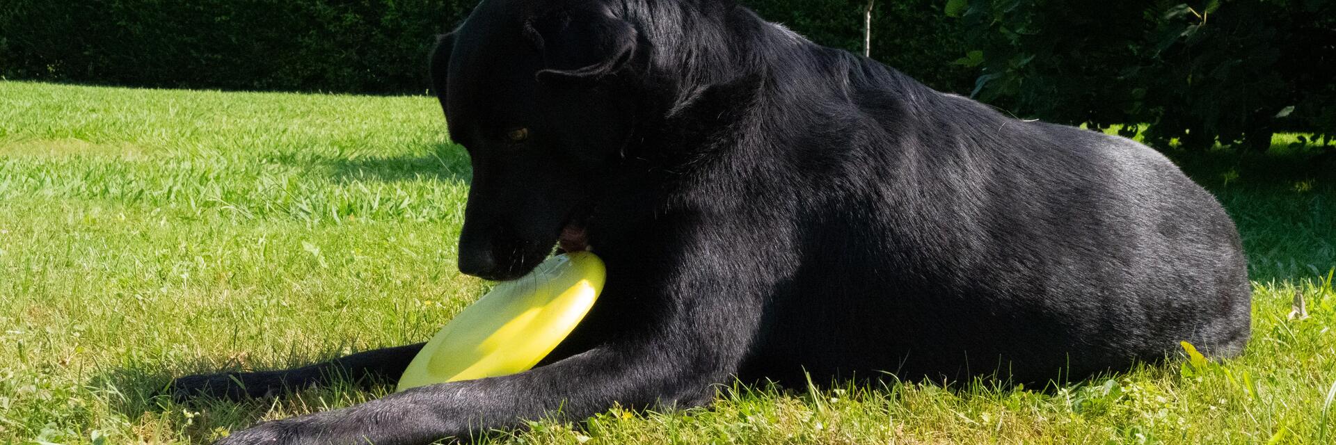 Pies bawiący się frisbee jako początek nauki aportowania