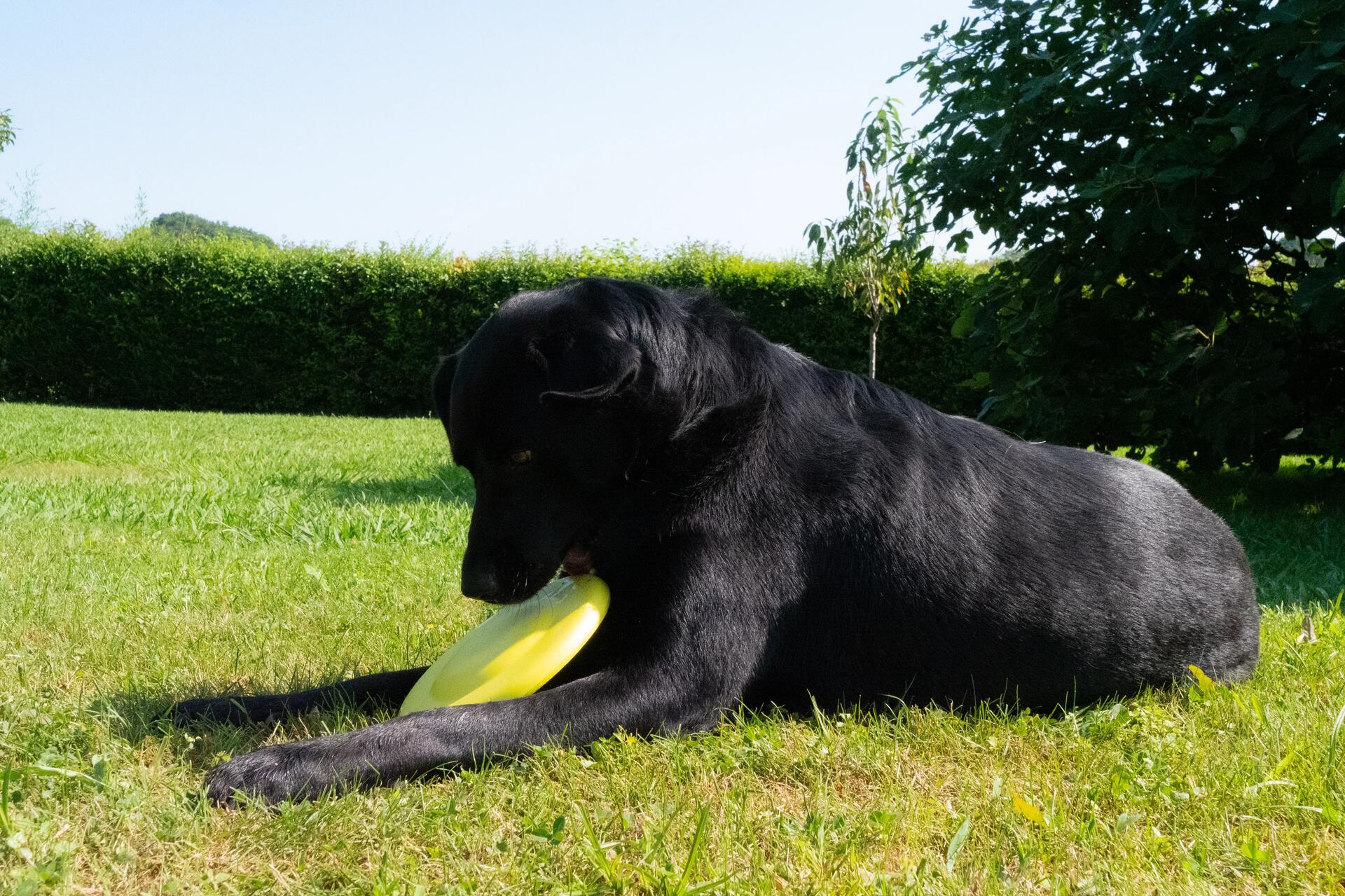 Pies trzymający frisbee podczas zabawy