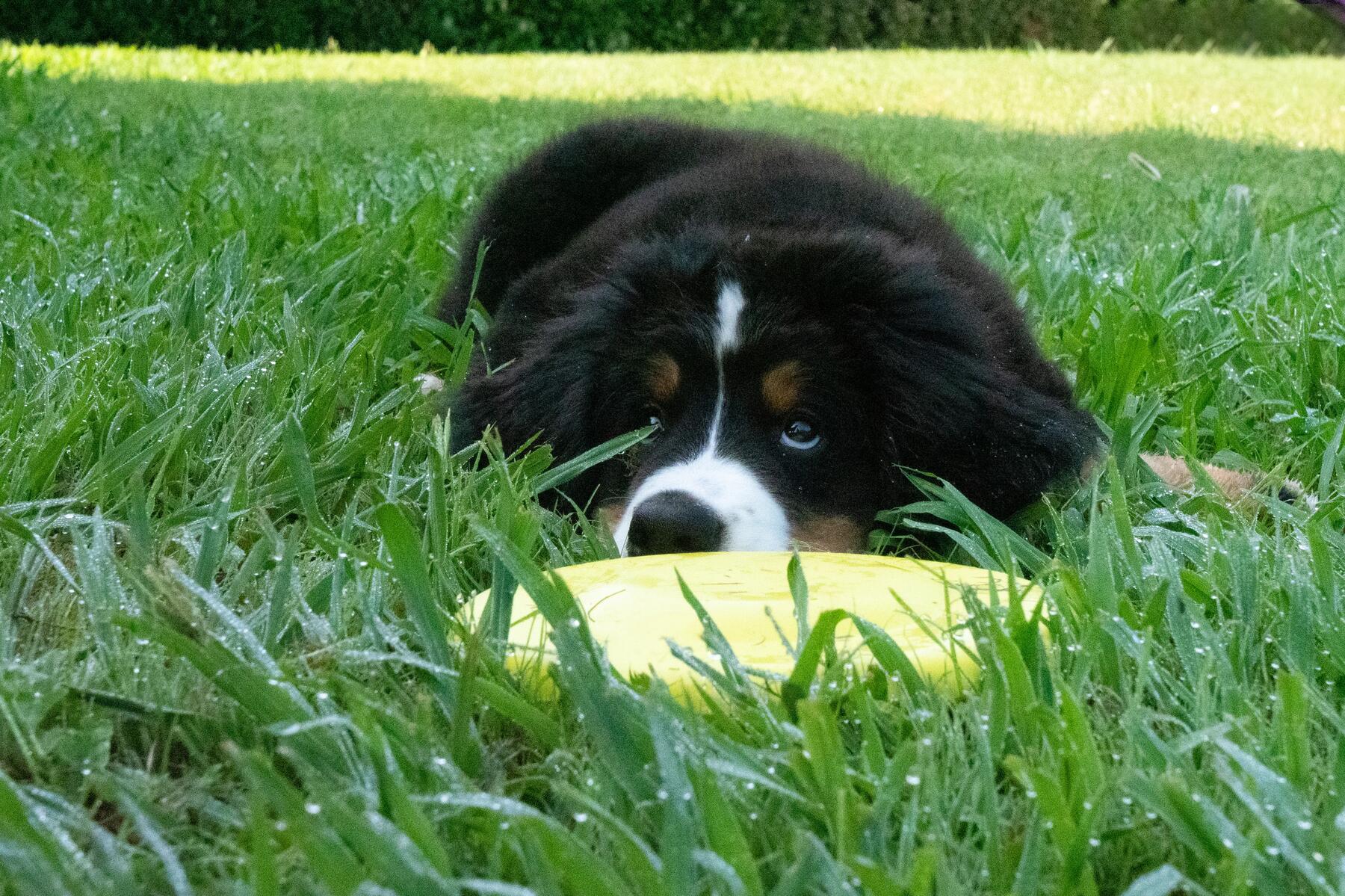 Pies leżący obok frisbee po skończonej zabawie