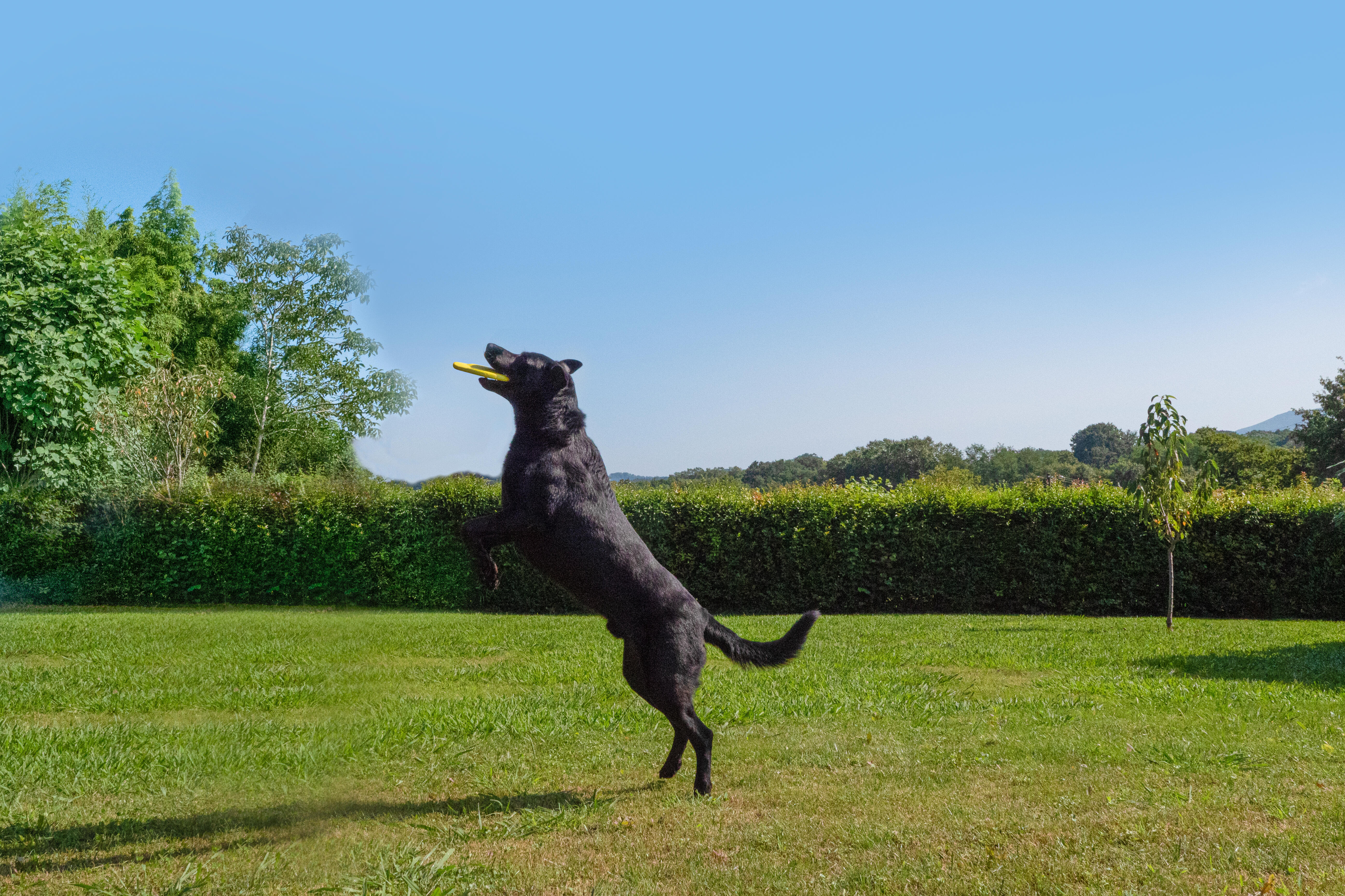 Dogs' Flying Disc