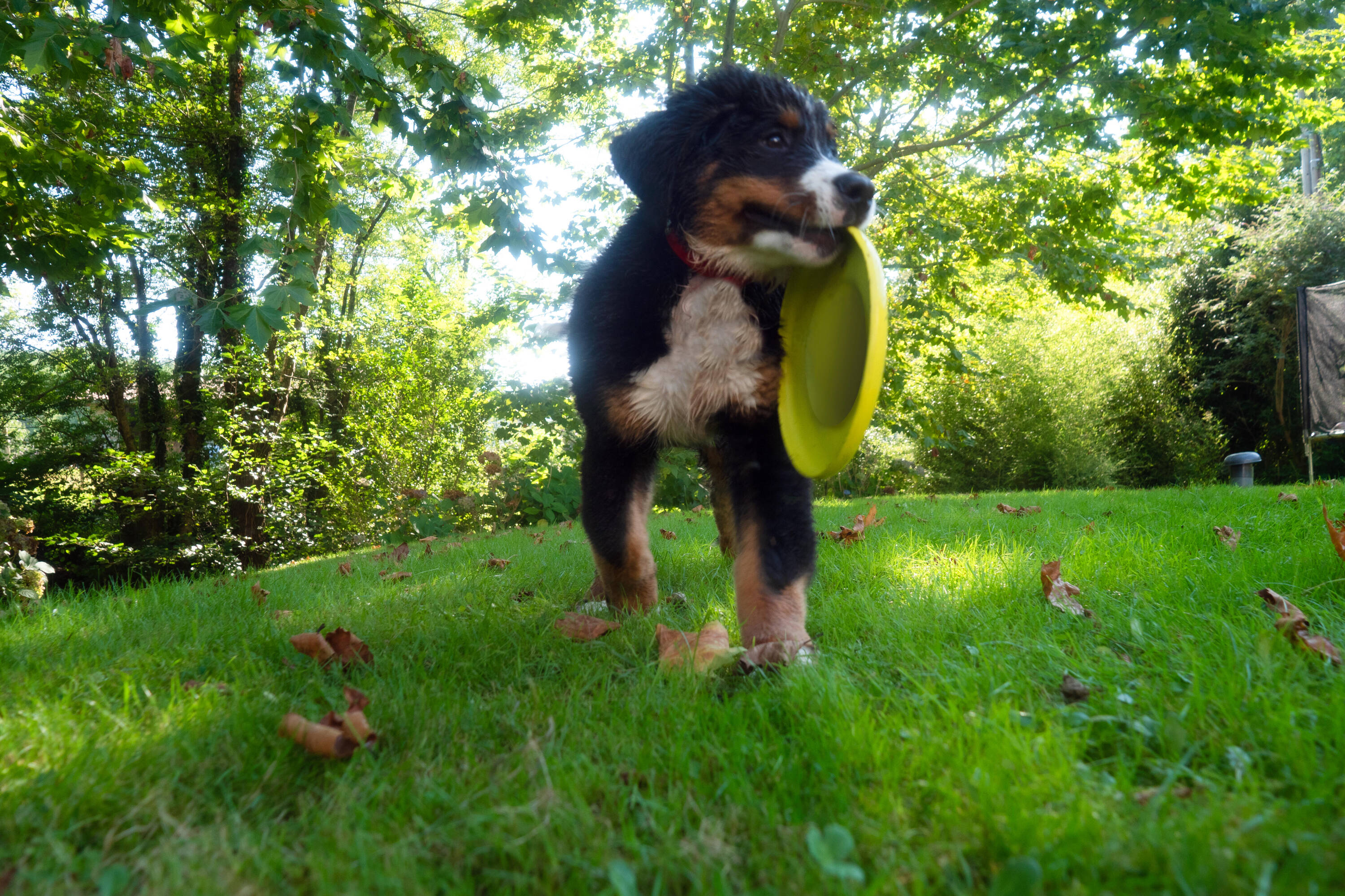 Dogs' Flying Disc -  5