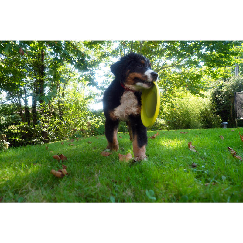 Disco Voador para Cão Amarelo