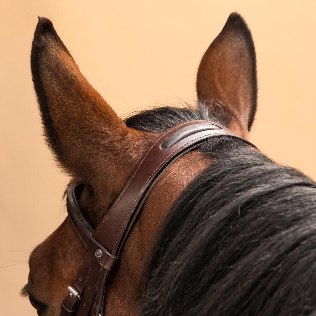 Horse & Pony Riding Leather French Noseband Bridle 580 Glossy - Brown