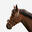 Testiera equitazione pony e cavallo 580 GLOSSY capezzina francese marrone