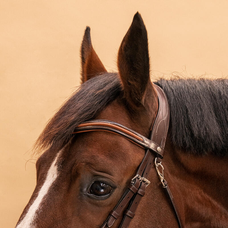 Filet équitation cuir muserolle croisée surpiqué Cheval et Poney - 580 marron