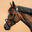 Testiera equitazione pony e cavallo 580 STRASS incrociata nera